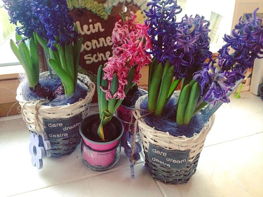 adayinfun's tweet image. クラクフ@ポーランドの風景。ift.tt/24XQ2AE at here ift.tt/1hLSbe8 #hiacynt #fiolet #violet #pink #rozowe #fl…