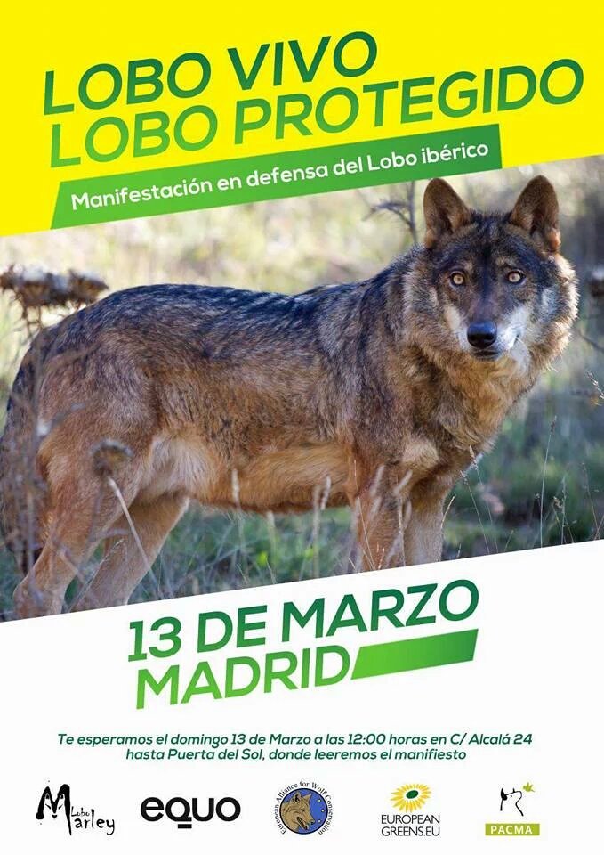 golondrinadnata's tweet photo. #YoVoy13mLobo 

Queremos nuestros lobos vivos, no muertos.
¡Aullemos juntos por su supervivencia! https://t.co/22aRFNi8Fs