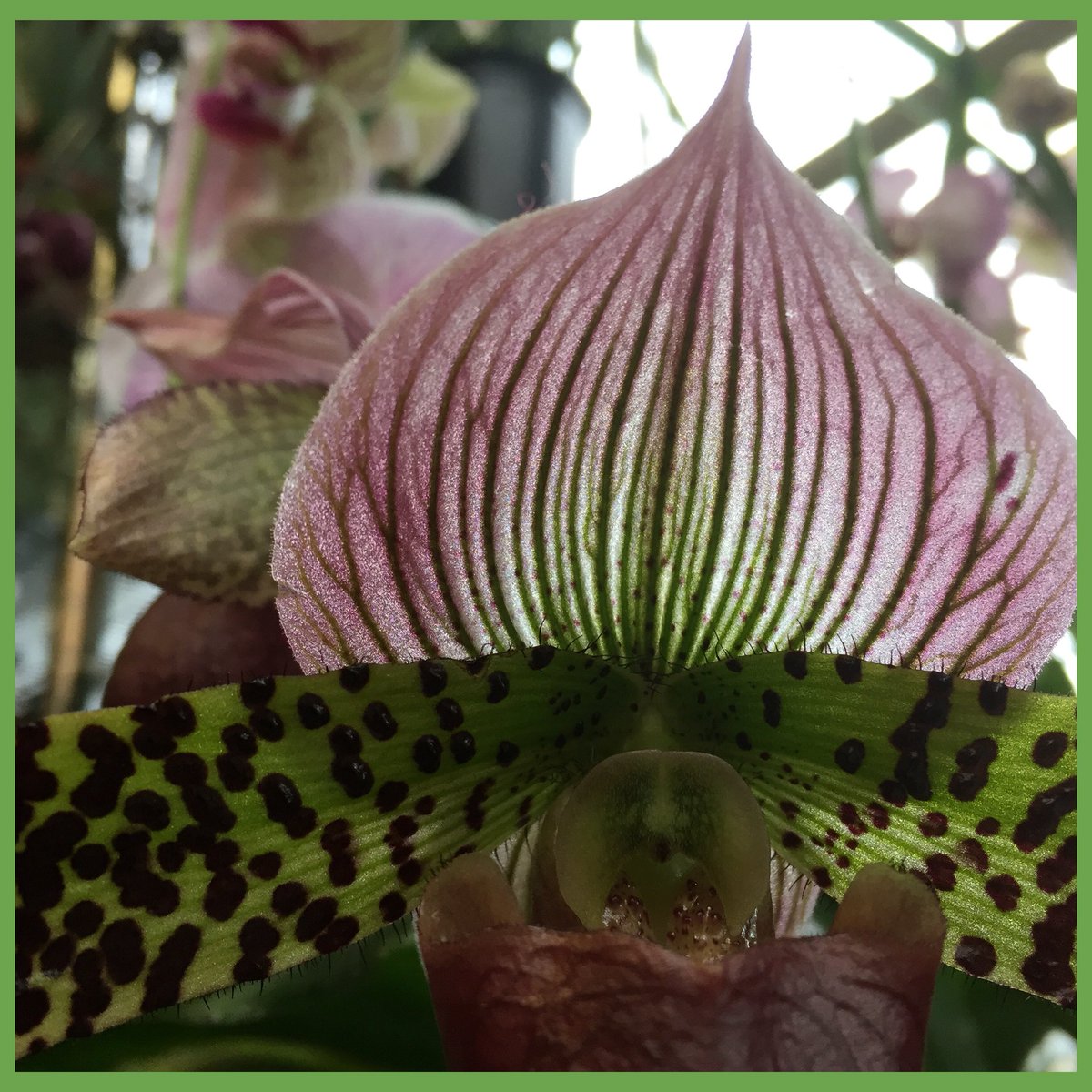 justineavera's tweet photo. Exquisite orchid https://t.co/TEcf2D4TCO