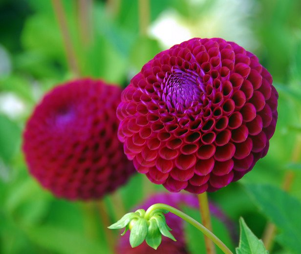 iBulb's tweet photo. Did you know that Dahlias flower endless? Enjoy them from July until the first freeze. https://t.co/2SDcRqszl2 https://t.co/ZpcM0nyGas