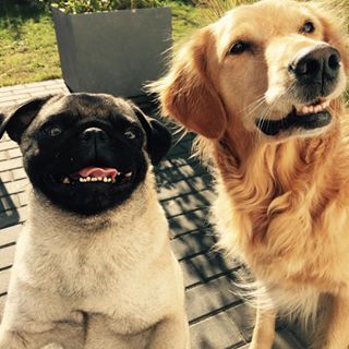 Joy_PhotoCam's tweet photo. Grinsebacken #Mops #labrador #freude #hundekumpelines #instamops #pug #sweets https://t.co/Qu3qLUoTd8 https://t.co/kblRRPNHKE