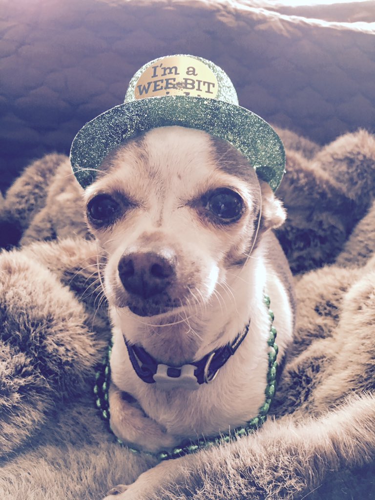 littledivarescu's tweet photo. Binky longs to be adopted. #ineedahome #rescueme #sheltersurvivor #adoptme #dogneedsahome #chi #savethechi https://t.co/C4DGaw7PqH