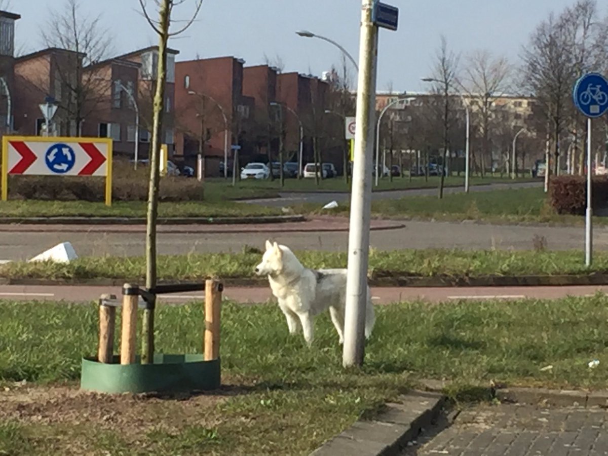 <a href="/WeblogZwolle/">Weblog Zwolle</a> <a href="/stadshagennws/">StadshagenNieuws.nl</a> @Nieuws_Zwolle Loslopende hond omgeving Zwanembloem / Dotterbloem. Niemand in de buurt