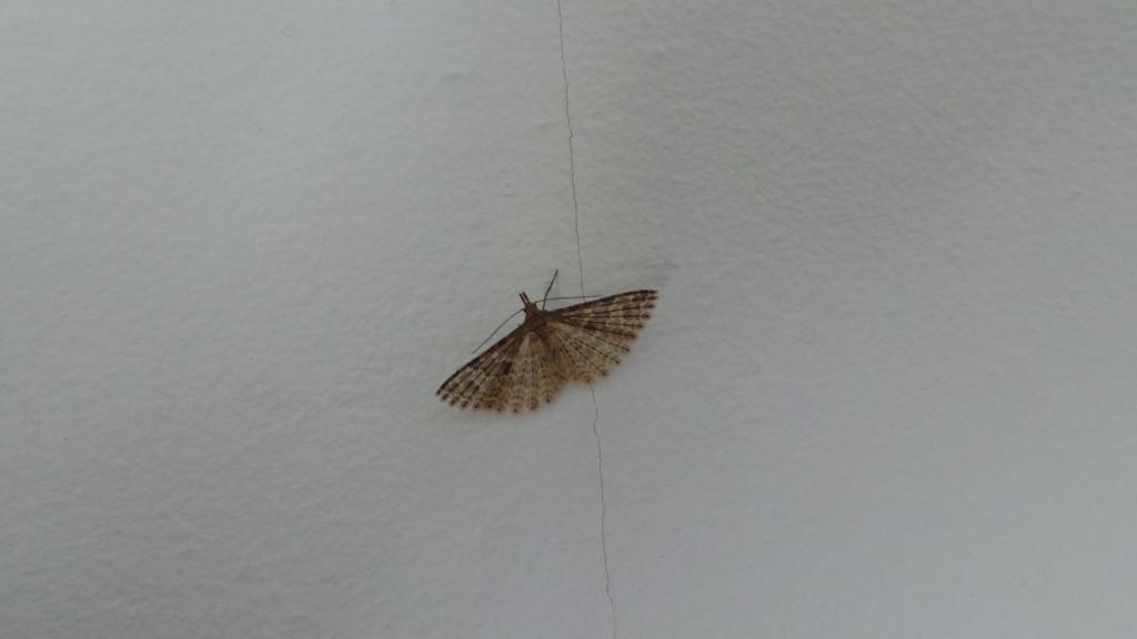 Twenty plume moth found indoors today