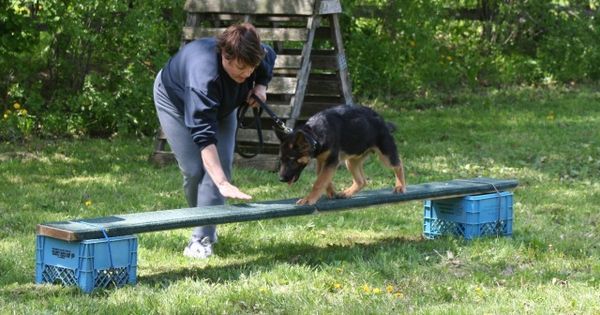 tata_nada1's tweet photo. https://t.co/p4grZNKNpX training your dogs at hour home with quick tip. you can do that why not!! #dogs #dogtraini… https://t.co/D1WdQzzu01