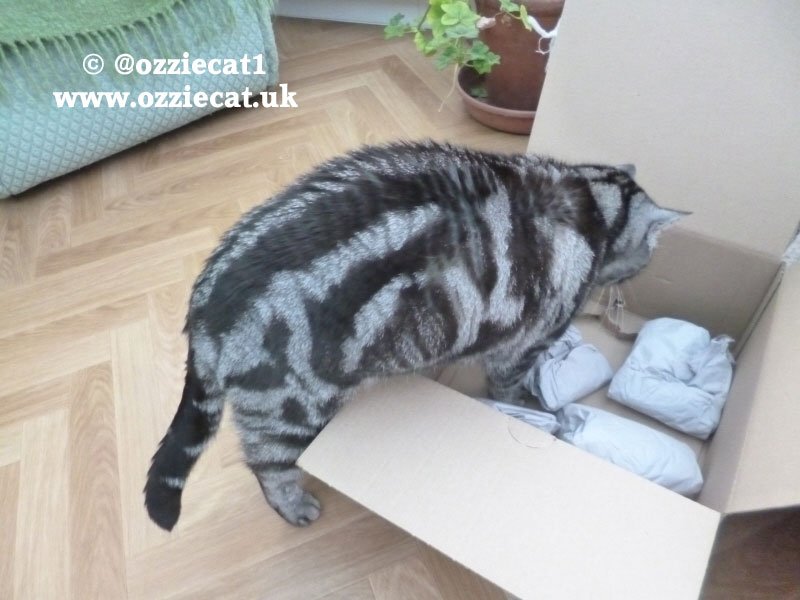 ozziecat1's tweet photo. Thanks Dad..for finding me this really great box its just the right size..MOL !...Have a lovely #catboxsunday Pals ! https://t.co/2aWnIQCtnr
