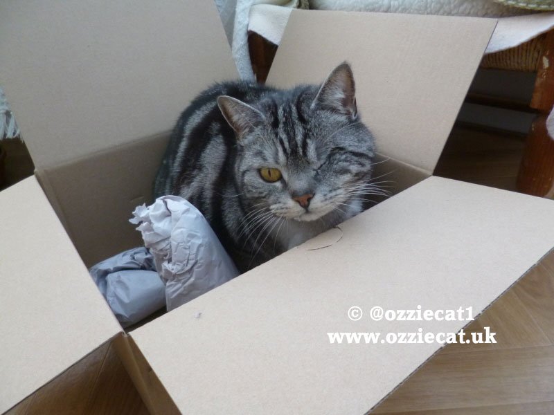 ozziecat1's tweet photo. Thanks Dad..for finding me this really great box its just the right size..MOL !...Have a lovely #catboxsunday Pals ! https://t.co/2aWnIQCtnr