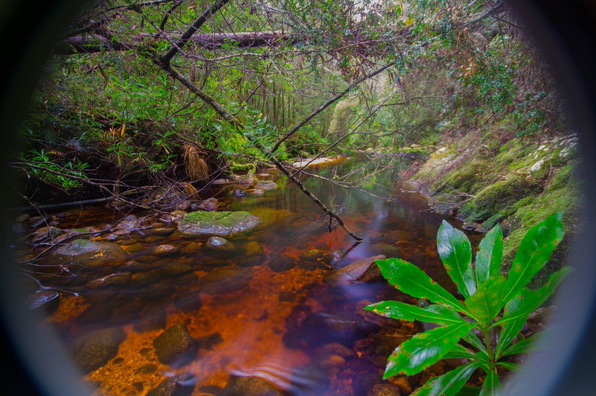 NicHaygarth's tweet photo. Newall Creek, western #Tasmania #redrivers #tannin #nativelaurel https://t.co/I07ckOfsBc