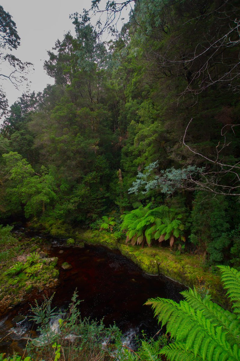 NicHaygarth's tweet photo. Newall Creek, western #Tasmania #redrivers #tannin #nativelaurel https://t.co/I07ckOfsBc
