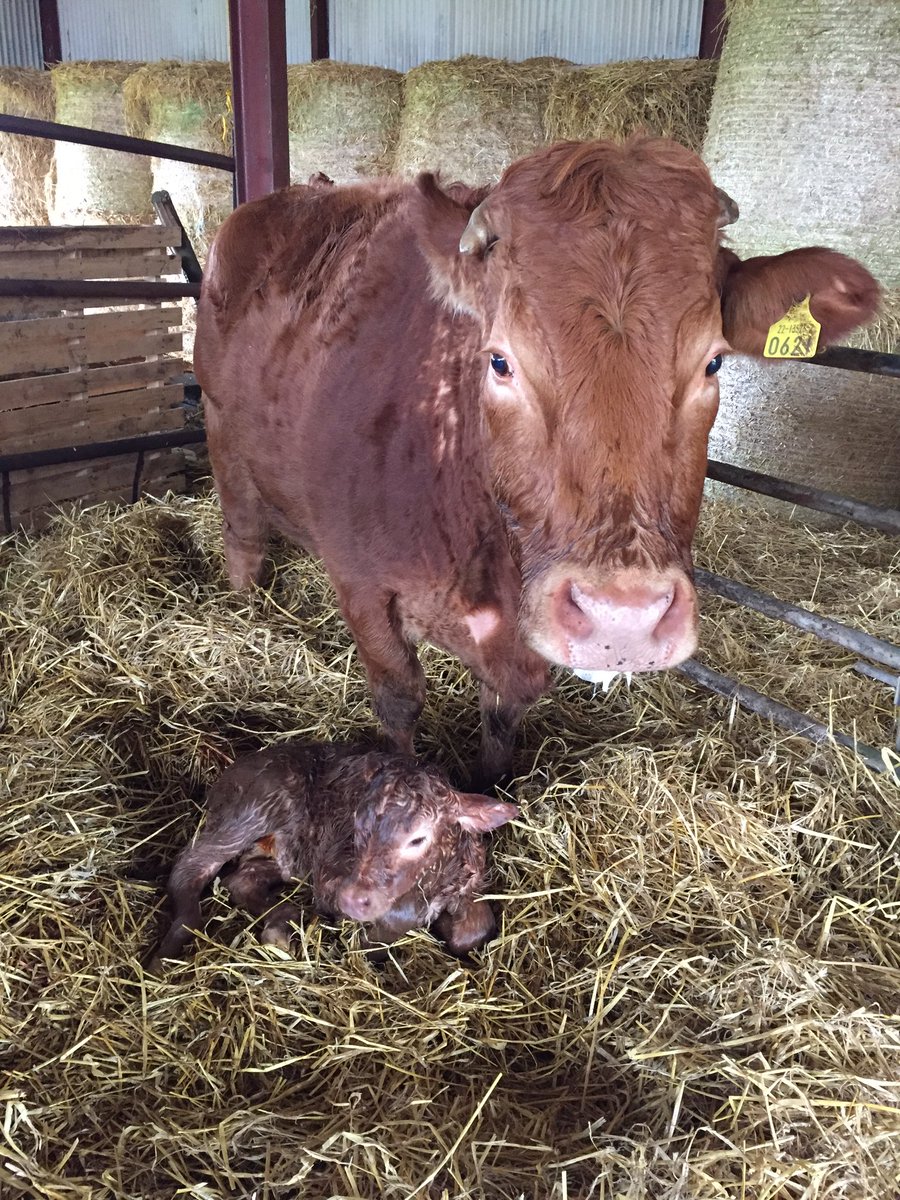 MaroonRover's tweet photo. Oldest cow in the herd has calved. 10th calf in 10 yrs! Would love 100 of her, calves by herself every yr #OldPet https://t.co/PkAODEyPwO