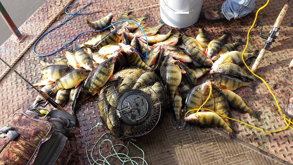 WinneshiekView's tweet image. Check out all these perch caught yesterday on Clements Fishing Barge. Rentals Are open Come on up!!!#Fishing #Pool9