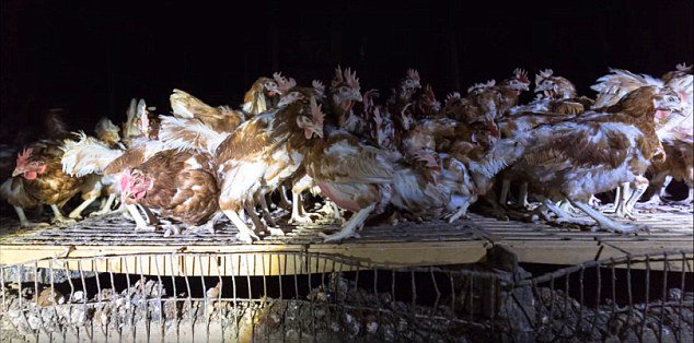 DJ995031's tweet photo. #RSPCA approved 'Happy Egg' torture chamber owned by UKIP MEP farm spokesman #STUARTAGNEW. Boycott Happy Eggs. https://t.co/zvLQjfkK0F