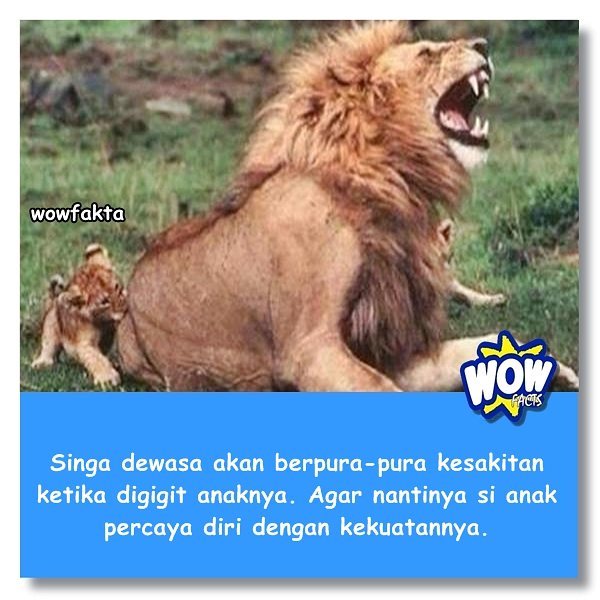 kontenwow's tweet photo. Faktagram hari ini: #tahukahkamu #tahukahanda #wowfakta #fakta #faktanya #wow #mostpopular … https://t.co/JJFYw1jQxF https://t.co/f0bH9M091M