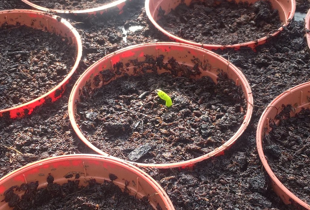 My first pea shoot ☺  🌱

#growuourown