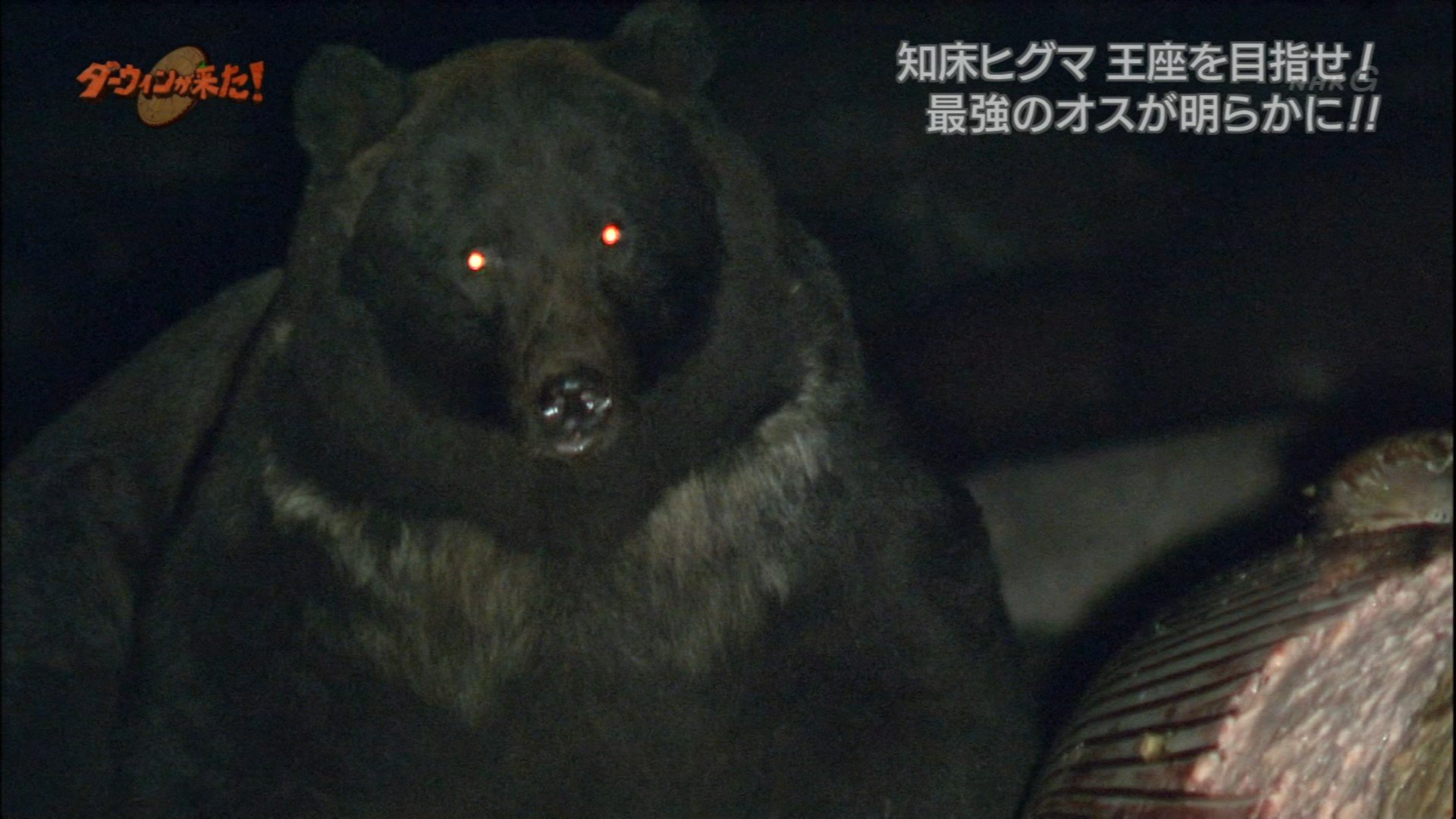 Dragoner 知床最強のヒグマ オレンジ すげぇーと思ったけど 最後に映ったこの傷ついた後ろ姿思い出した かなり暗いドキュメンタリーで撮影された素材だ T Co 2umgzae9sh