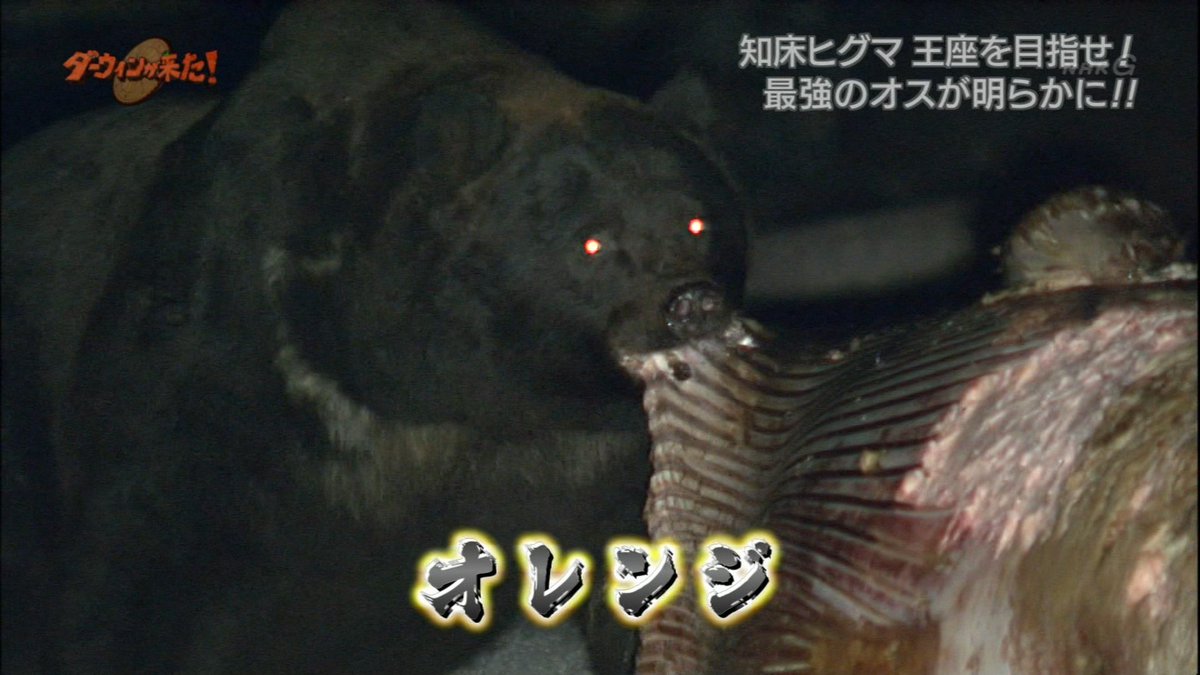 Dragoner 知床最強のヒグマ オレンジ すげぇーと思ったけど 最後に映ったこの傷ついた後ろ姿思い出した かなり暗いドキュメンタリーで撮影された素材だ T Co 2umgzae9sh
