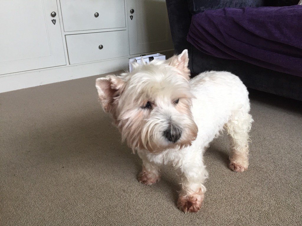 LucyDogH's tweet photo. Don't you think this look is a bit too clean! https://t.co/seg1QXf2uC
