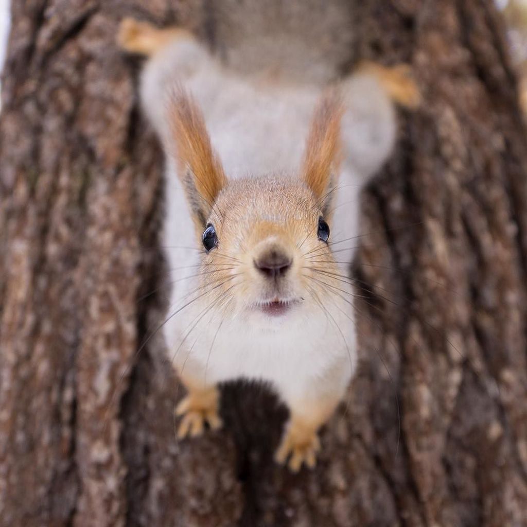 InstaNskAkadem's tweet photo. #squirrel #academ #nsk #forest #instanature #instansk #нск https://t.co/myYJkWE7dq