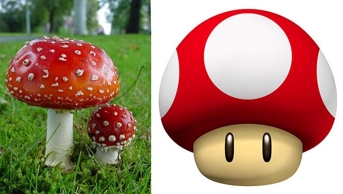 vipgamesaus's tweet photo. #DidYouKnow The mushroom in the Mario games is based on the Amanita Muscaria https://t.co/trAXpLmSg4