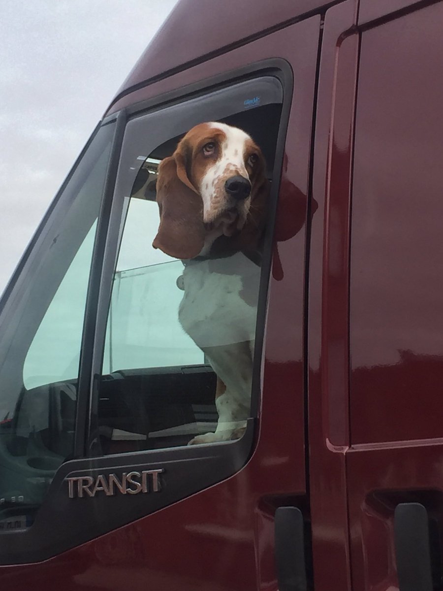 PiarasPOM's tweet image. Dog in Transit. #dog #dogsoftwitter