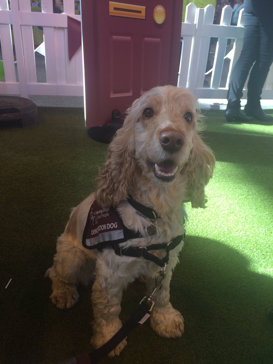 PitPatPet's tweet photo. This #FitPup is Nia and she works for @HearingDogs #hardworkingdogs #bestfurryfriends #pawsome #Crufts2016 #pawfect https://t.co/tVNP4y2Znm