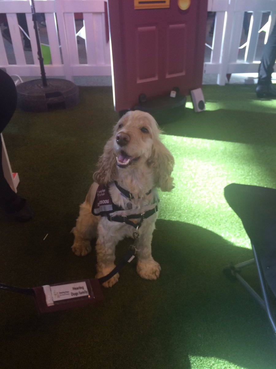 PitPatPet's tweet photo. This #FitPup is Nia and she works for @HearingDogs #hardworkingdogs #bestfurryfriends #pawsome #Crufts2016 #pawfect https://t.co/tVNP4y2Znm
