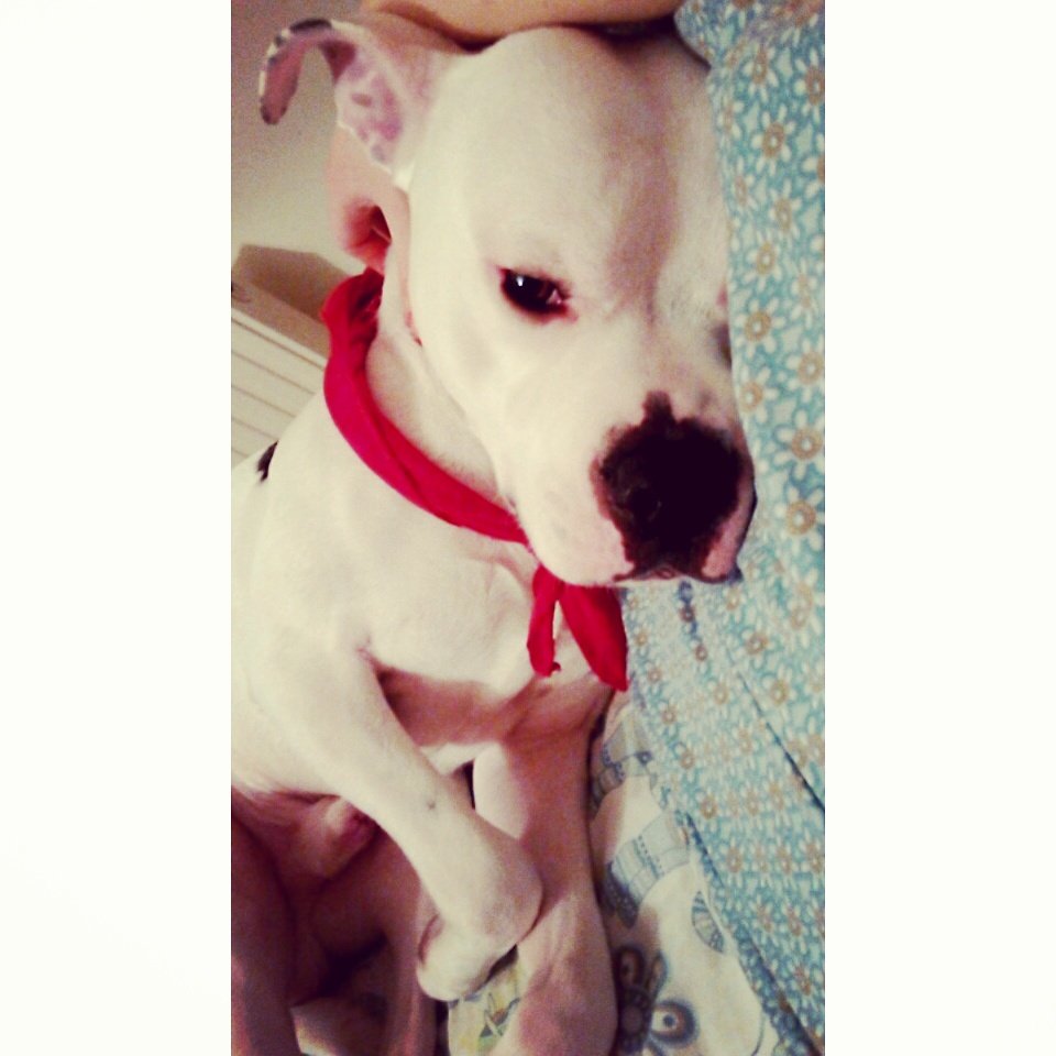 Dub_Sally's tweet photo. My Gorgeous Boy Chop #AmericanBullDog 💕 💕 https://t.co/96JgTb63rb