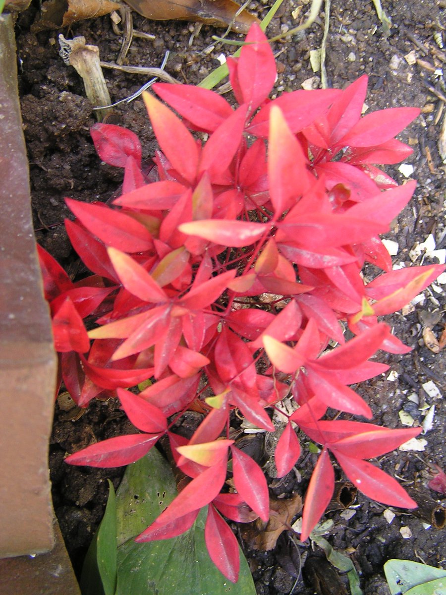 Flora 我が家の南天 南天と言えば緑の葉っぱに小さな赤い実を思い出しますが これは紅葉したように真っ赤です 赤くない葉も実も 見た事がありません こういう種類らしいです 南天 花 みたいな木 T Co Wx4iudjxgr