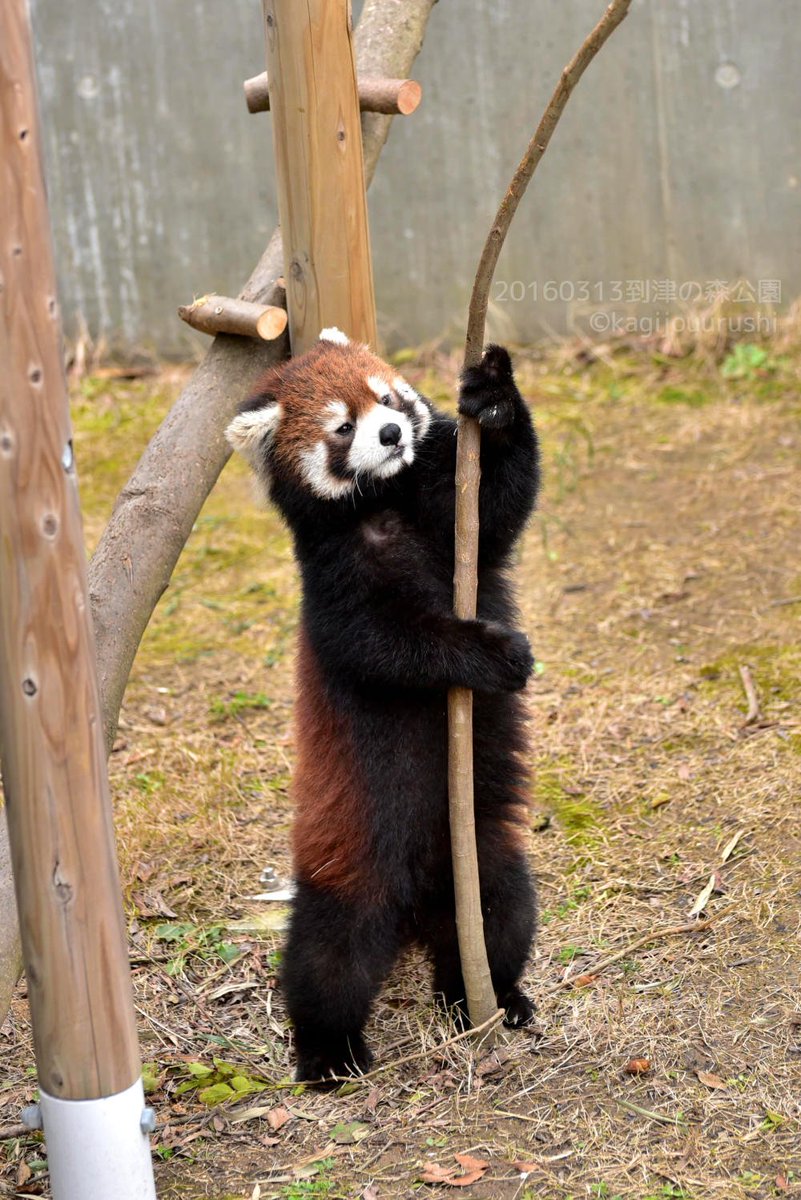 鍵条漆 W こつめってぃline絵文字販売中 棒高跳びする笑笑 くすくす 到津の森公園 レッサーパンダ レッドパンダ T Co G9q8vcq5ki