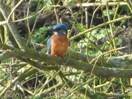 Bron: Ronald Sunnotel