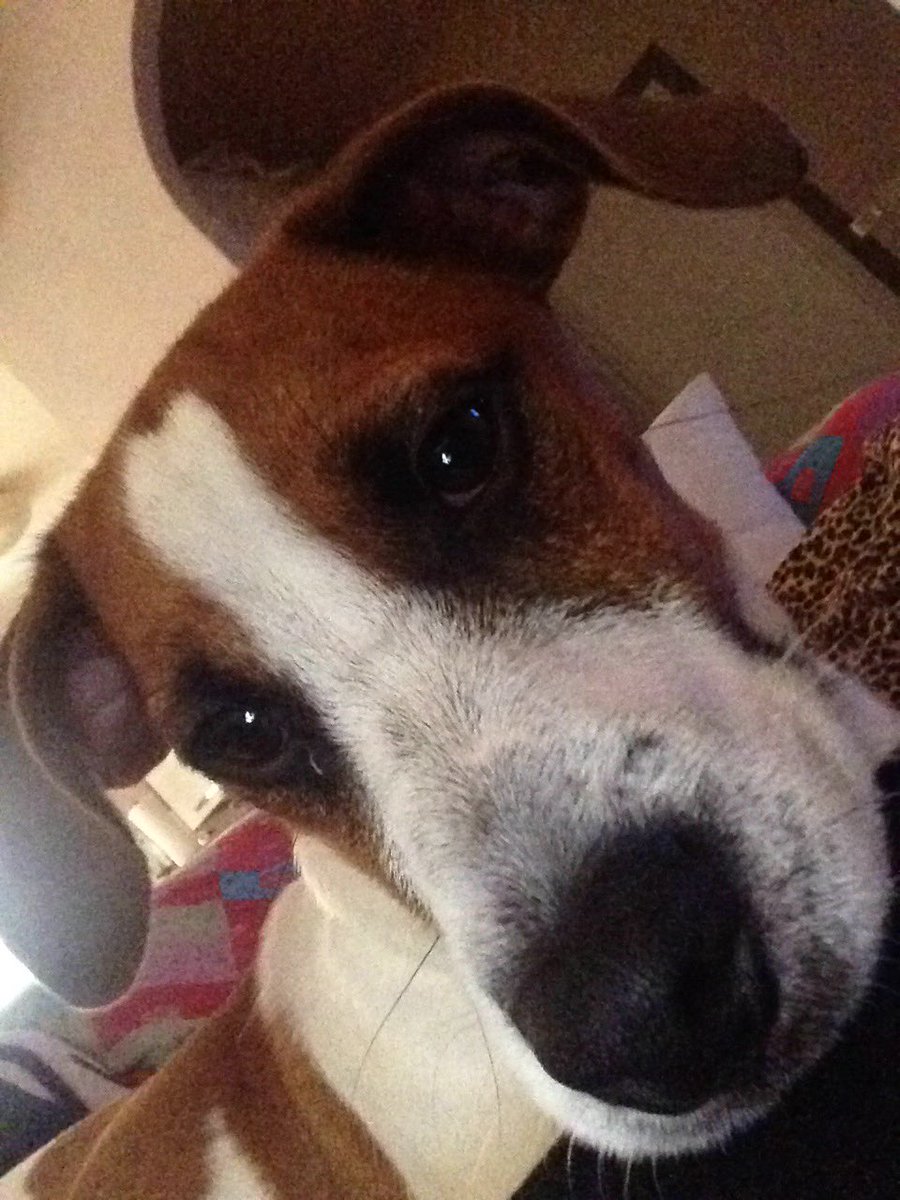 zuzzurina's tweet photo. Feelin sleepy... 💤💤💤💤#jackrussel https://t.co/Ju7xOS3QHy
