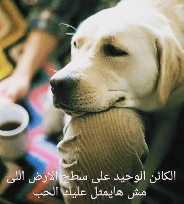 Aboush (@3booosh96) on Twitter photo 