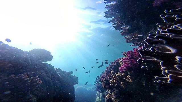 SeaLifeProject's tweet image. 🌏 #hookisland #witsundays #greatbarrierreef #australia #gopro bit.ly/1pgHnbG