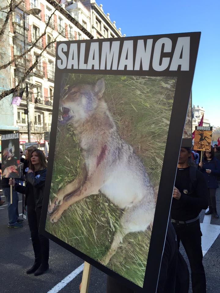 Lydia_ChE's tweet photo. En Barcelona, pero deseando estar en Madrid aúllando con @ecologistas y demás colectivos #LoboVivo #YoVoy13mLobo https://t.co/ya17ahc9Uv