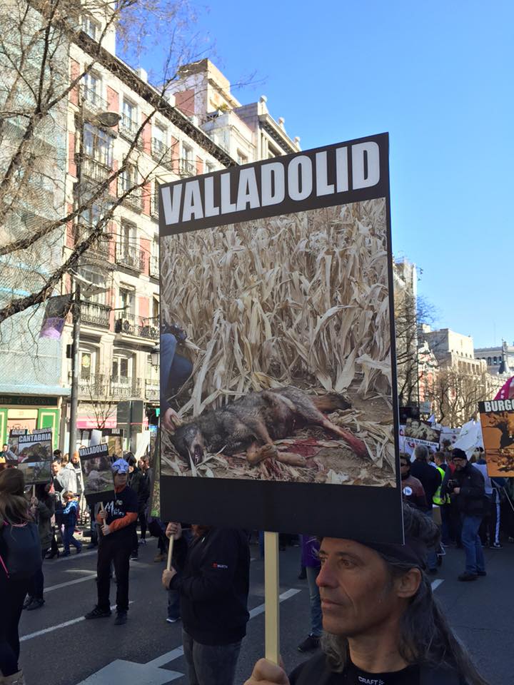 Lydia_ChE's tweet photo. En Barcelona, pero deseando estar en Madrid aúllando con @ecologistas y demás colectivos #LoboVivo #YoVoy13mLobo https://t.co/ya17ahc9Uv