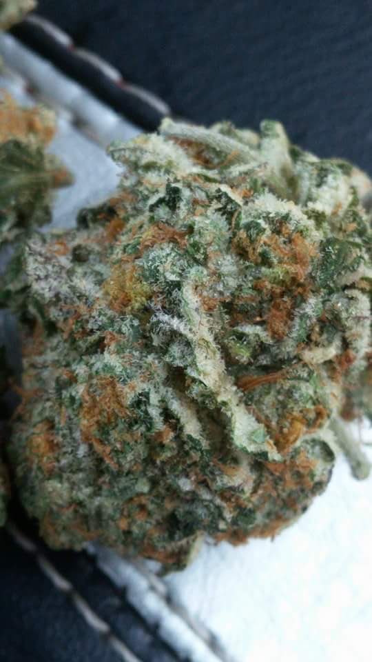 WeedBcn's tweet photo. #cannabisclub #coffeeshop #marijuana #spanabis #blunts&amp;bongs #stoners #amnesia #haze #bud #shatter https://t.co/p8aMpR2LZ1