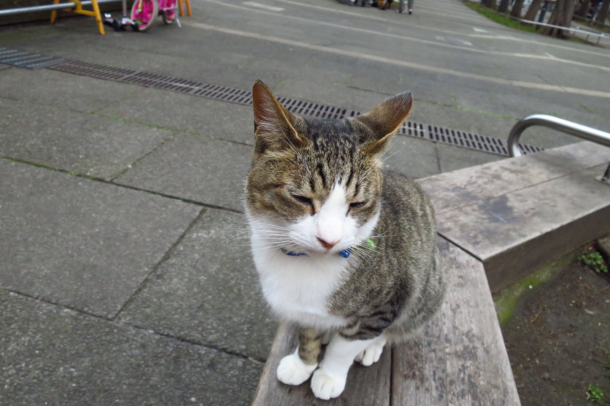 たっちゃん Tatsu 池袋 東池袋中央公園 の猫たち また写真を撮りに行きたい T Co Lcxdk8eccc