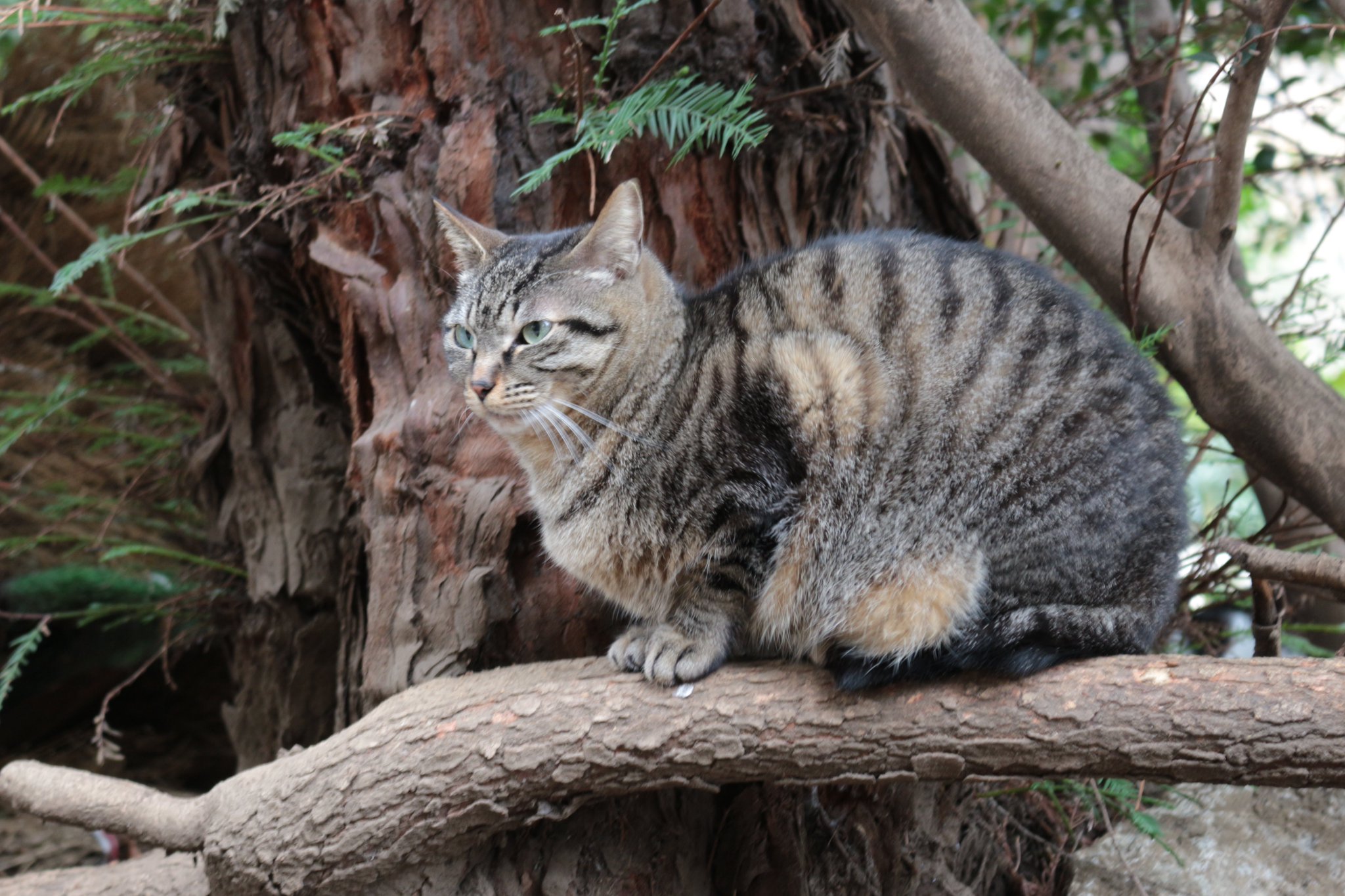 たっちゃん Tatsu 池袋 東池袋中央公園 の猫たち また写真を撮りに行きたい T Co Lcxdk8eccc