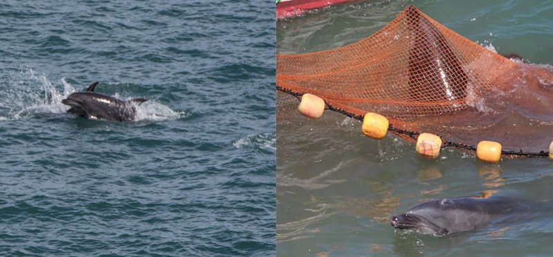 No dolphin has ever volunteered to be taken from the sea.
Learn more: bit.ly/1nVZ1Bu #DontBuyATicket