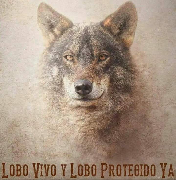 sunddaram's tweet photo. Desde de @lafadaverda apoyamos la iniciativa!! Aaawwwwwwww! Queremos un  #LoboProtegidoYa !! #LoboVivo13M https://t.co/CJ9XENwfVF