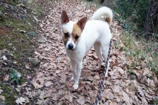 Petalerte's tweet photo. #petalerte  Perdu mon Jack Russel en promenade à NICE LE 12 MARS 2016
https://t.co/Pba9j81s3k https://t.co/LpyKXsNMq9