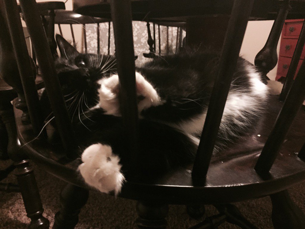 RobinBuckallew's tweet photo. The dreaded attack you as you walk by!!! #catsoftwitter #cats #crazypaws #sunday #catlover https://t.co/qx6ZCUaea7