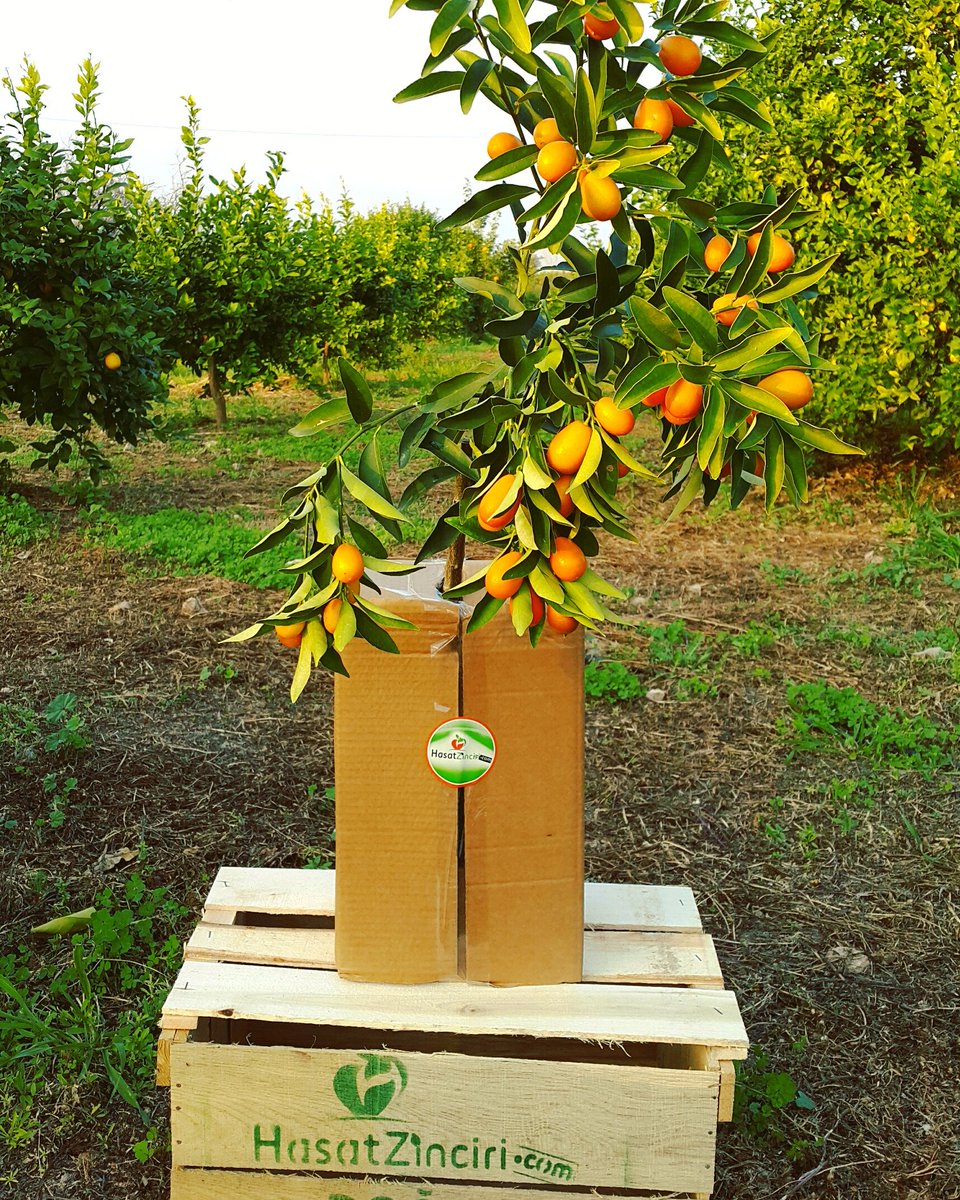 #kamkat #kumuat #kumquat #fidani 

#Mersin den #Dogal #Taze #Yerel #Ürünler 
hasatzinciri.com