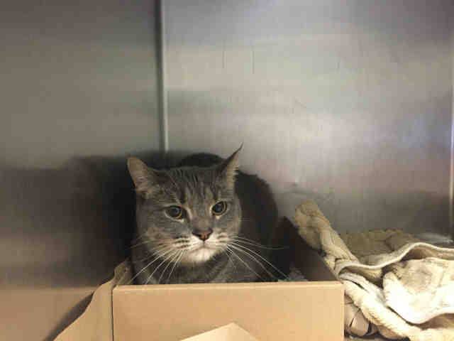 Catherine_Riche's tweet photo. STORM –  A1066892 - might BE KILLED TODAY! Please RT-pledge-foster-adopt! #NYC #CATS

https://t.co/d4ivYZ5YuG https://t.co/qtxoYWE3J5