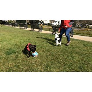 Frenchie_Cute's tweet photo. ⚽️👏🏻#frenchbulldog #frenchbulldogsoninstgram #frenchie #boldavier https://t.co/aCOSDERCx4 https://t.co/Lrss5CzhnR