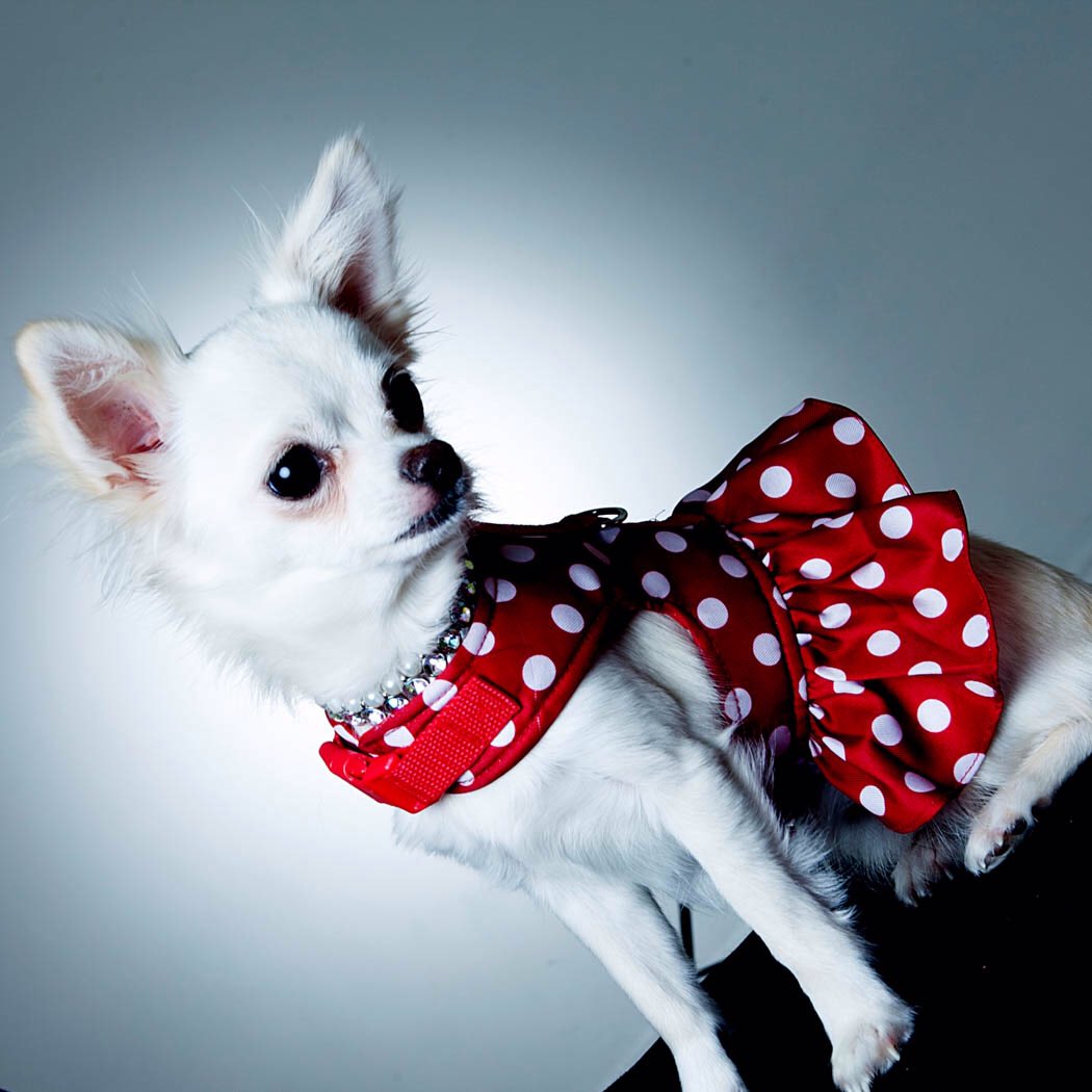 YummyHound's tweet photo. How cute are latest #DogModels Elvis &amp; Marylin new to our #AnimalActorsAgency books. https://t.co/pE9BsKl0k8