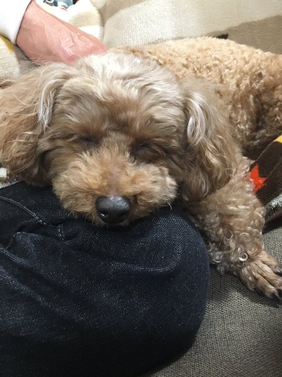 mocoa__'s tweet photo. ぷーちゃん🐩💕 https://t.co/HXxCs2xMlr