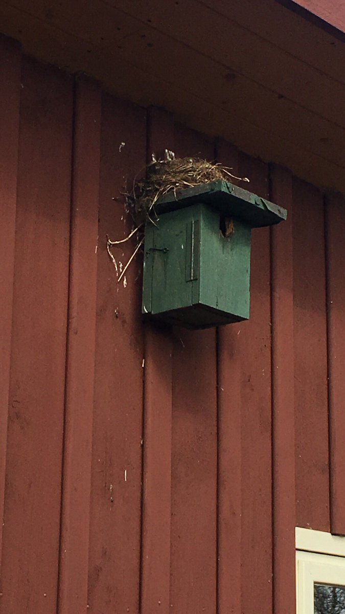 Slimme of domme vogeltjes?