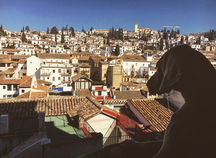 gotzonmantuliz's tweet photo. Preciosa Granada! #Noa #Turisteo #Graná #Weimaraner https://t.co/5CvjcqlNjU