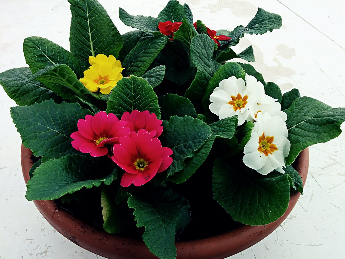 themangia's tweet photo. #buonadomenica a tutti .Un bel vaso di #primule Fiorite x tutti i twitterini del mondo. #Primulacee #Piantedafiore https://t.co/TC0pP3DoXh